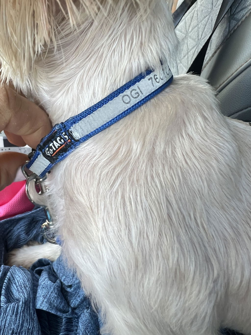 Good collar, but the engraving is a bit small