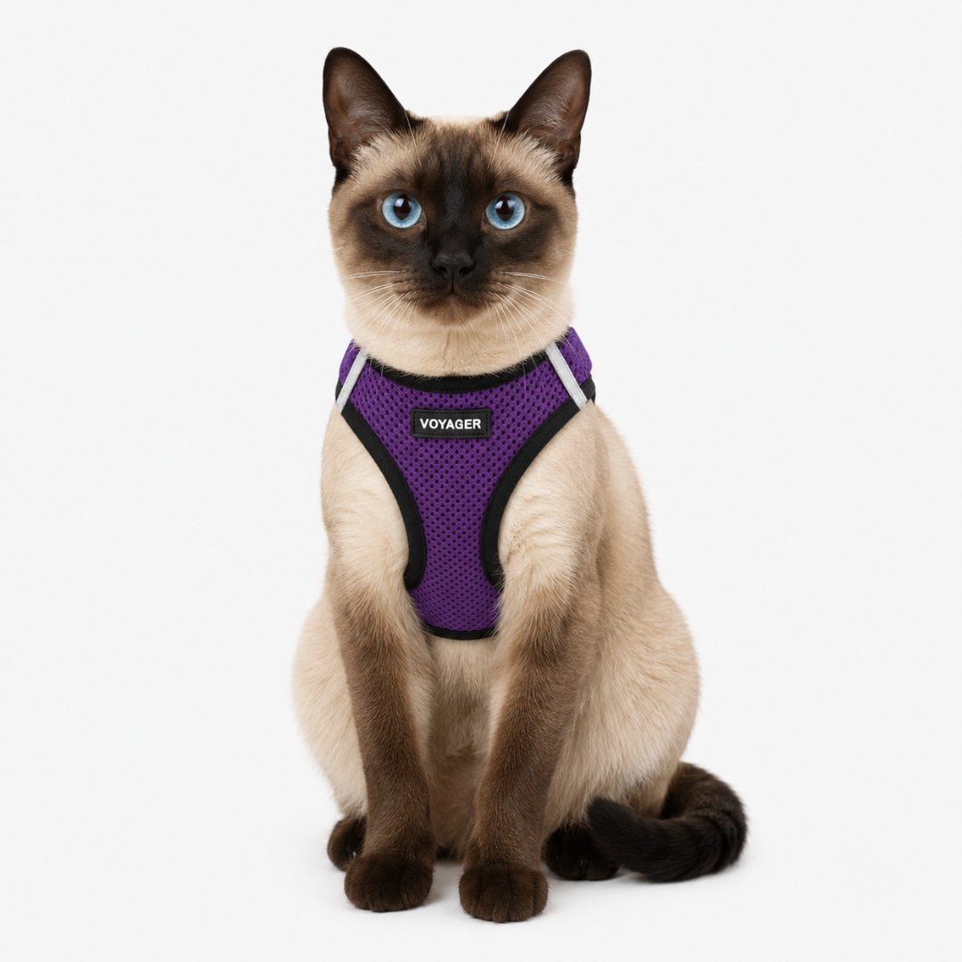 voyager-step-in-air-pet-harness-with-black-trim-breathable-mesh-for-small-dogs-c image 2