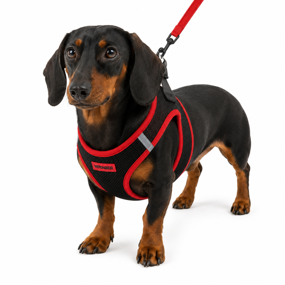 voyager-step-in-air-mesh-harness-leash-set image 2