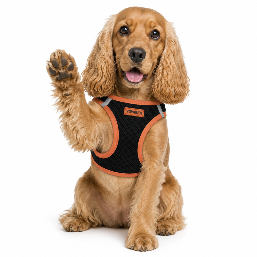 voyager-step-in-air-pet-harness-black-with-color-trim image 2
