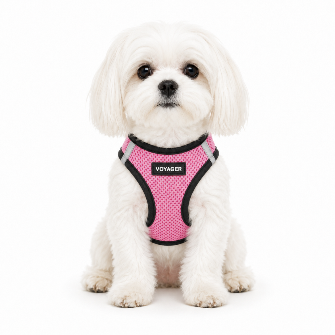 voyager-step-in-air-mesh-dog-harness image 2
