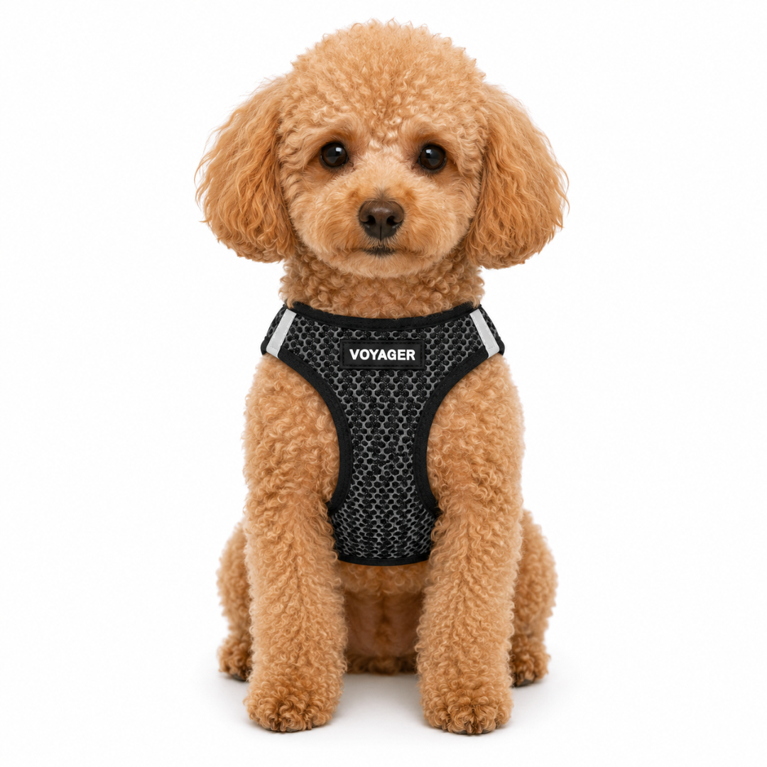 voyager-step-in-air-pet-two-tone-harness-breathable-mesh-with-colorful-trim-for- image 2