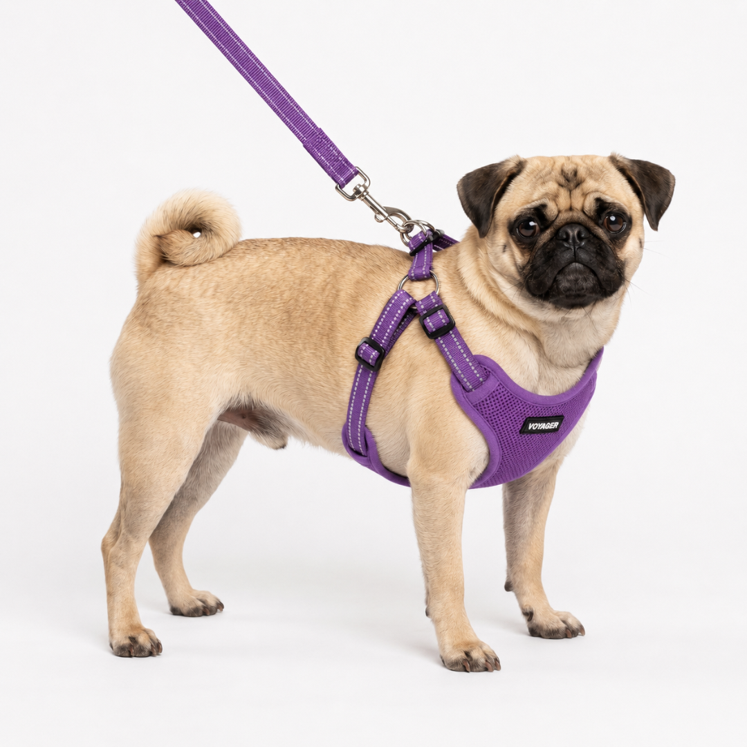 voyager-step-in-flex-harness-leash-set-with-air-mesh-adjustable-reflective-5-lea image 2