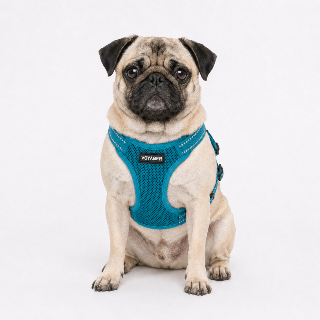 voyager-step-in-flex-adjustable-mesh-dog-harness image 2