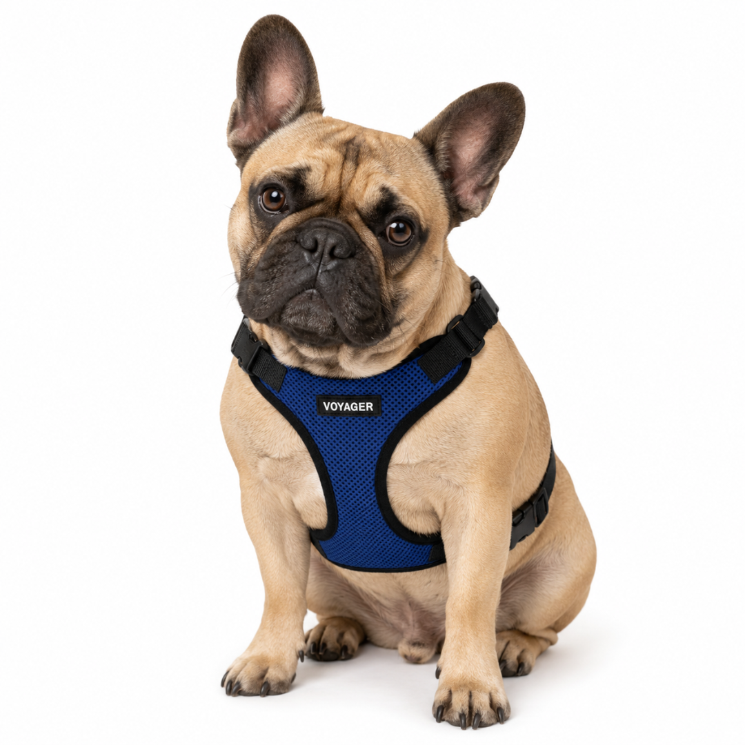 voyager-step-in-lock-pet-harness image 2