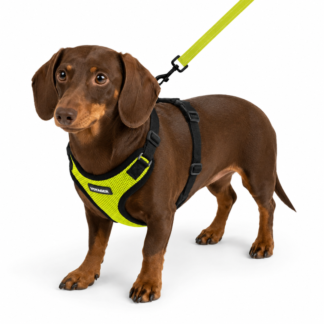 voyager-step-in-lock-harness-leash-set image 2