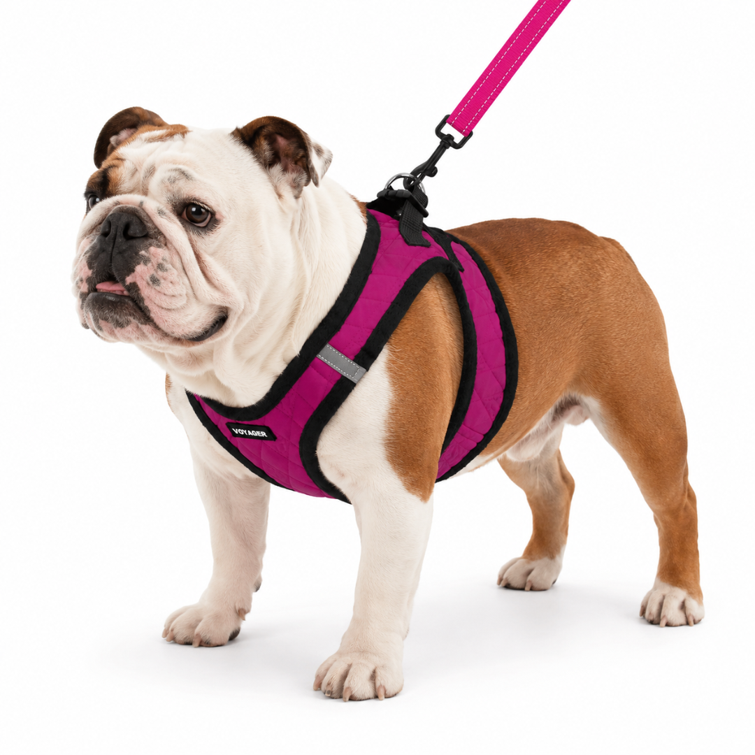 voyager-step-in-plush-harness-leash-set image 2
