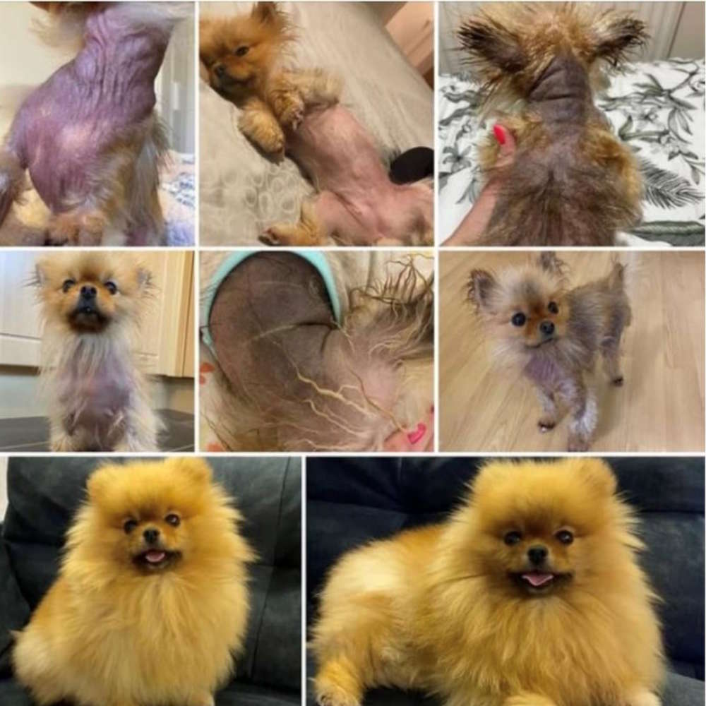 dermagic-skin-rescue-lotion-for-dogs image 5
