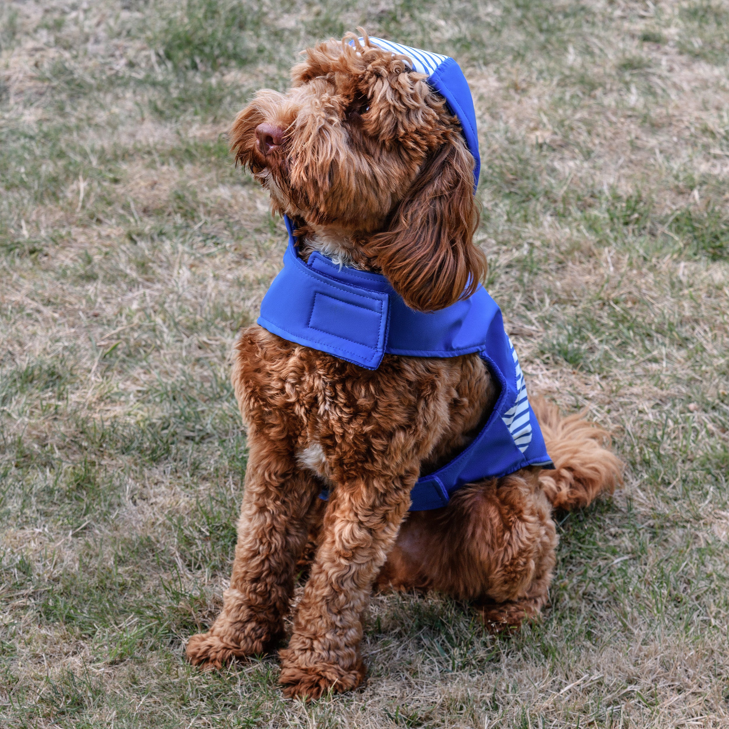 gotags-personalized-dog-raincoat-with-hood image 3
