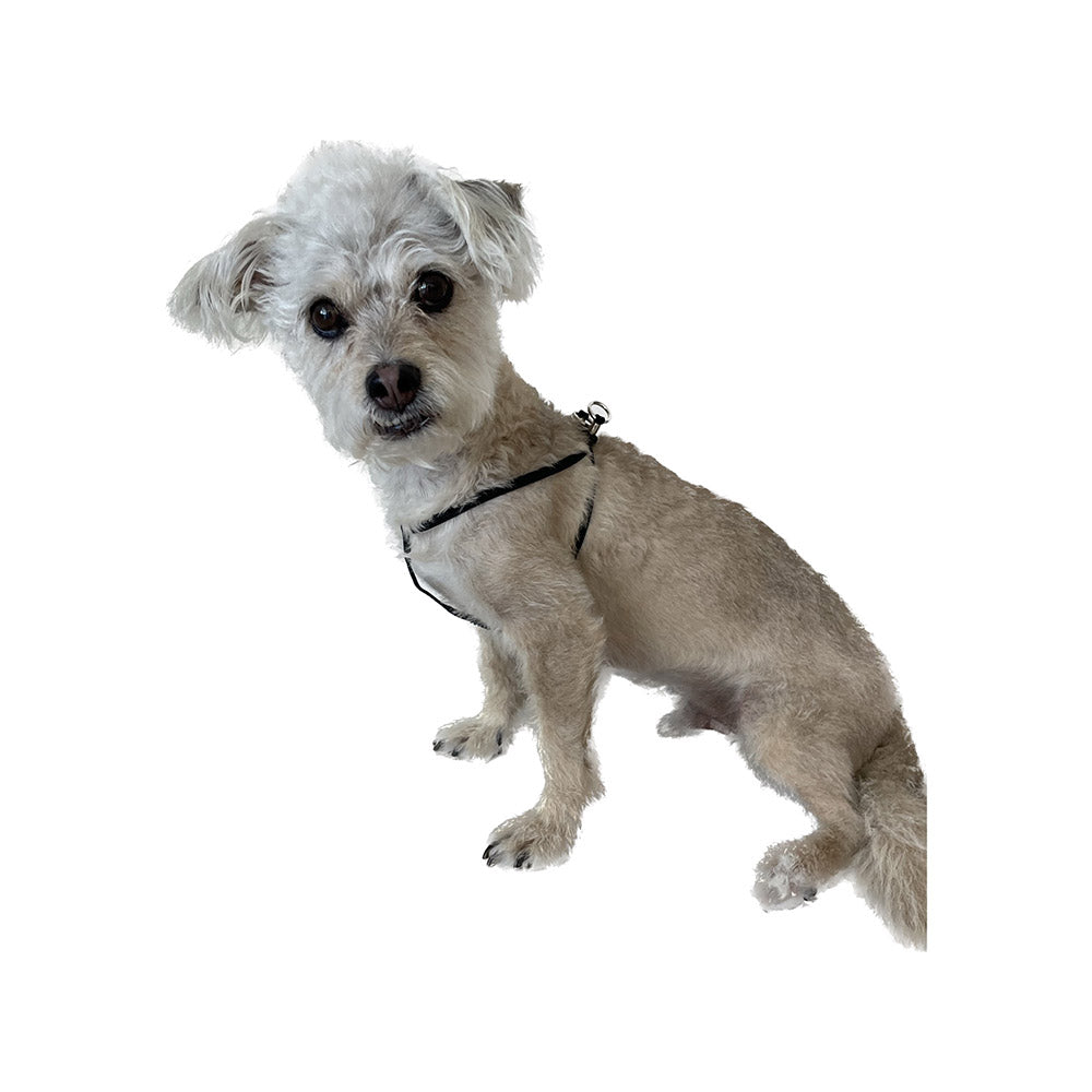 mendota-pet-ez-step-in-harness-for-small-pets-nylon image 5