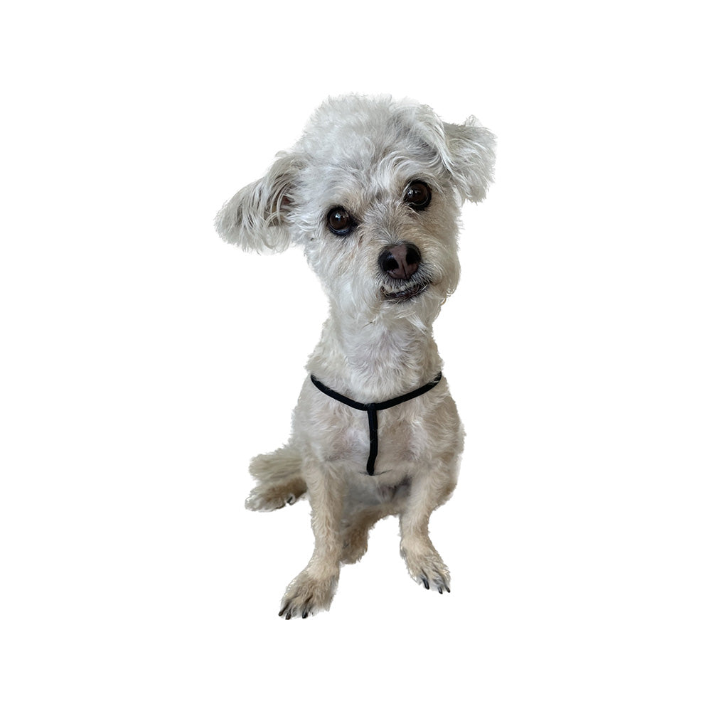 mendota-pet-ez-step-in-harness-for-small-pets-nylon image 6