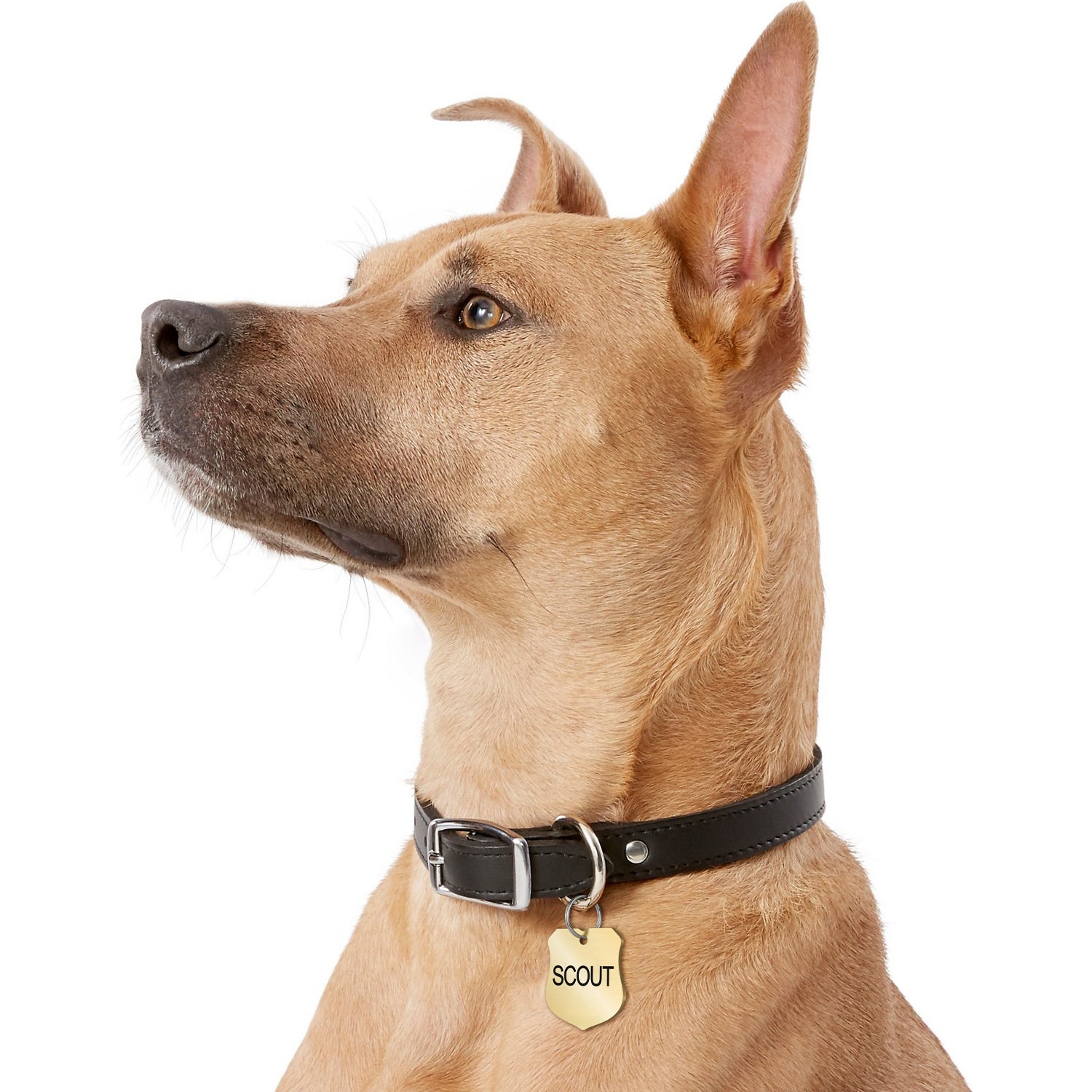 gotags-ranger-badge-shape-brass-dog-id-tag image 3