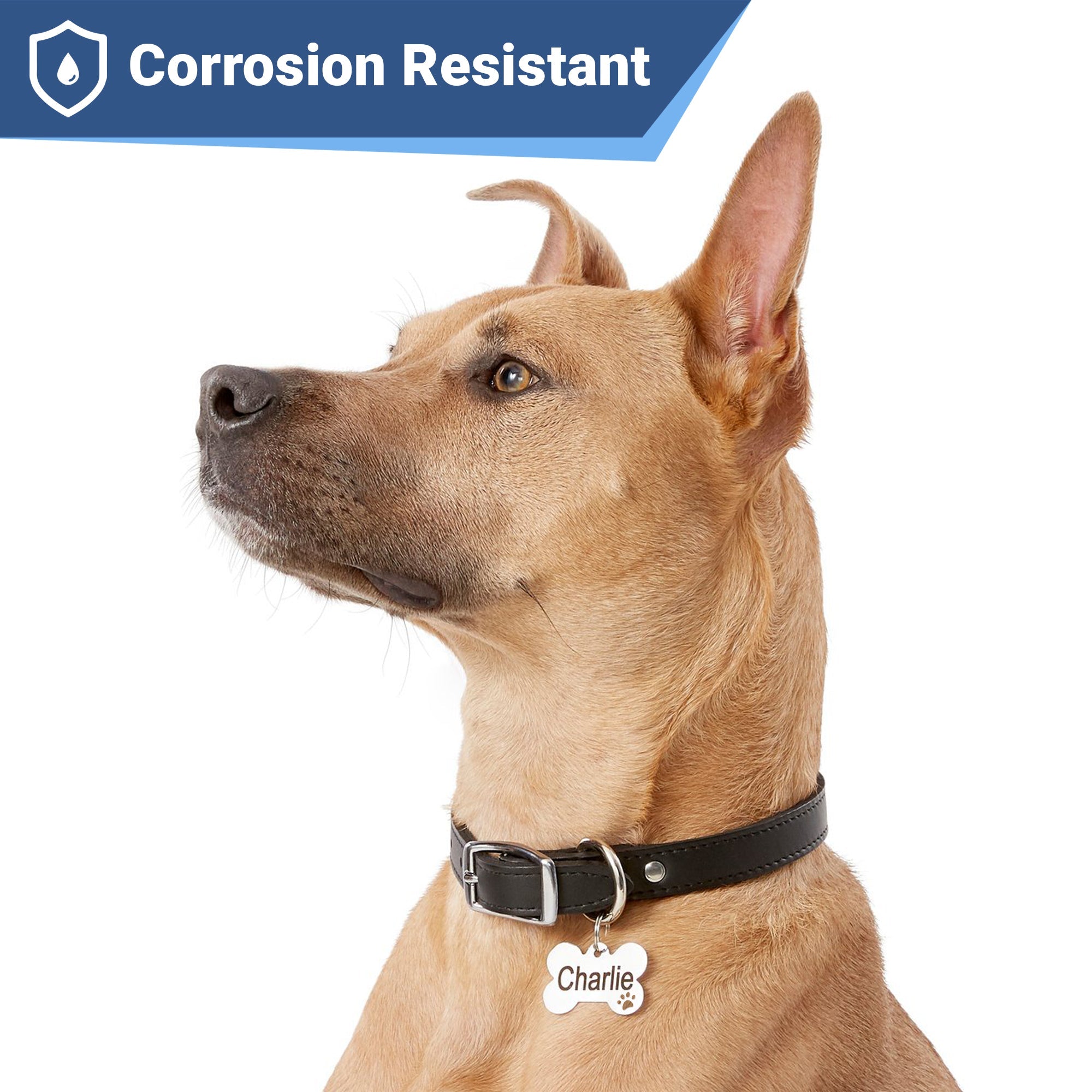 gotags-bone-dog-id-tag-with-paw-cutout-stainless-steel-double-sided-engraving image 2