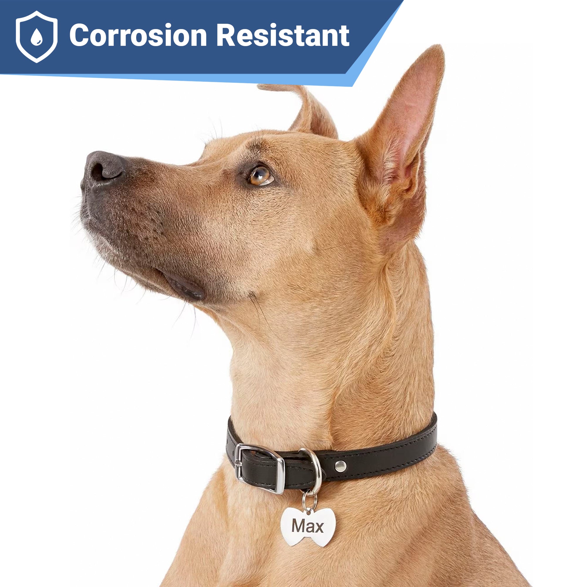 gotags-bow-tie-pet-id-tag-stainless-steel-double-sided-engraving image 2