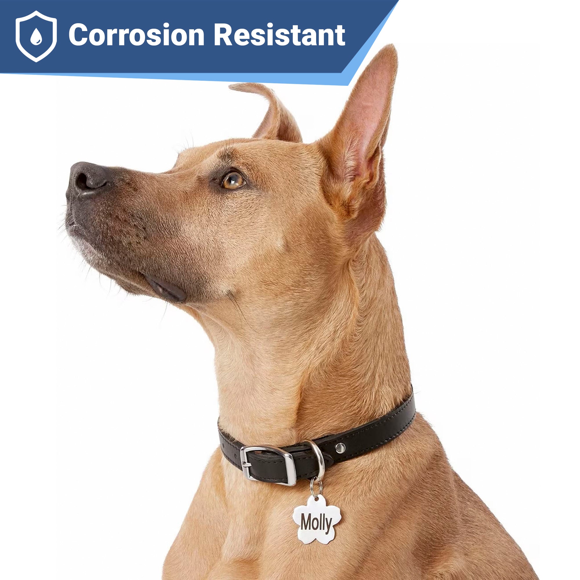 gotags-flower-pet-id-tag-in-stainless-steel image 2