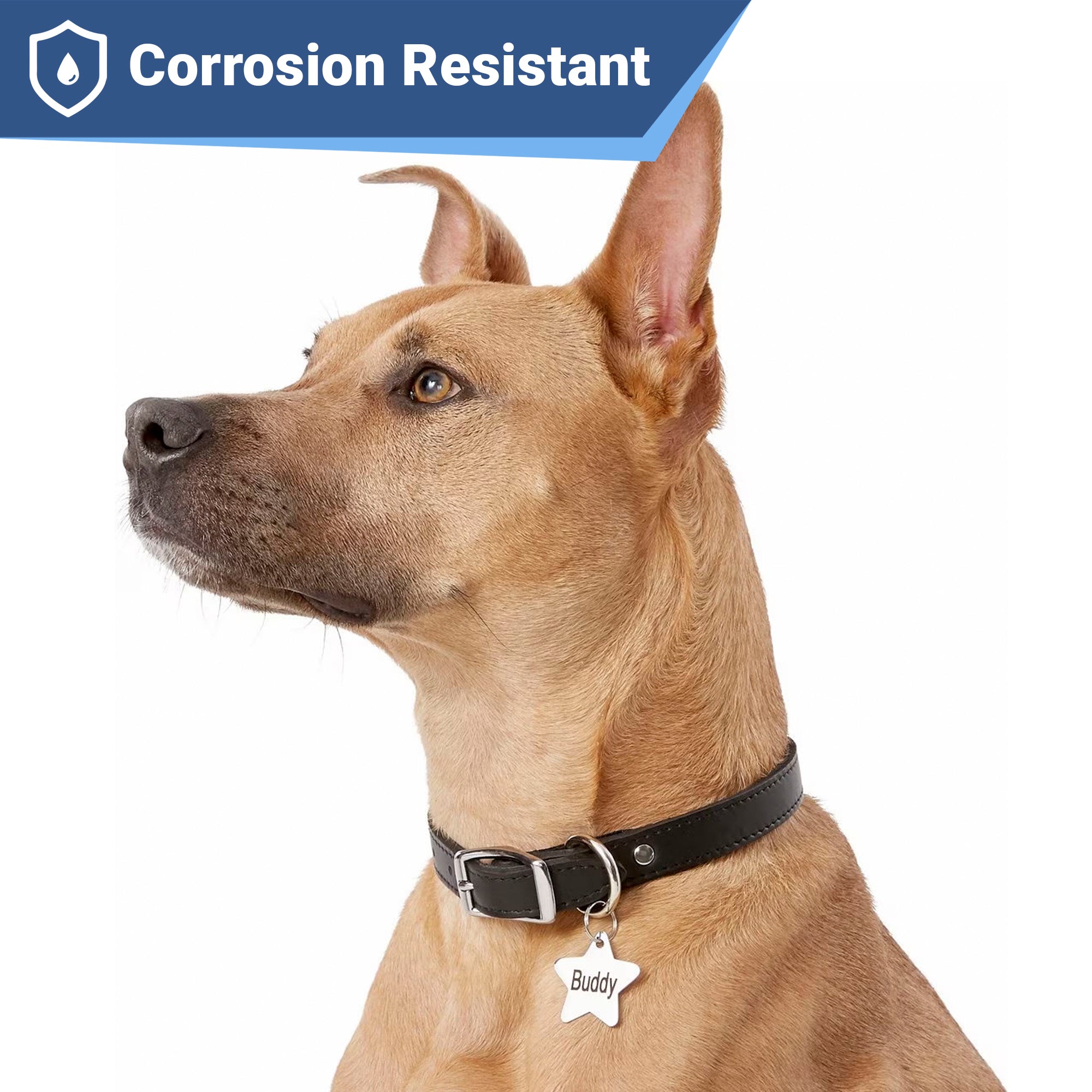 gotags-star-pet-id-tag-stainless-steel-double-sided-engraving image 2