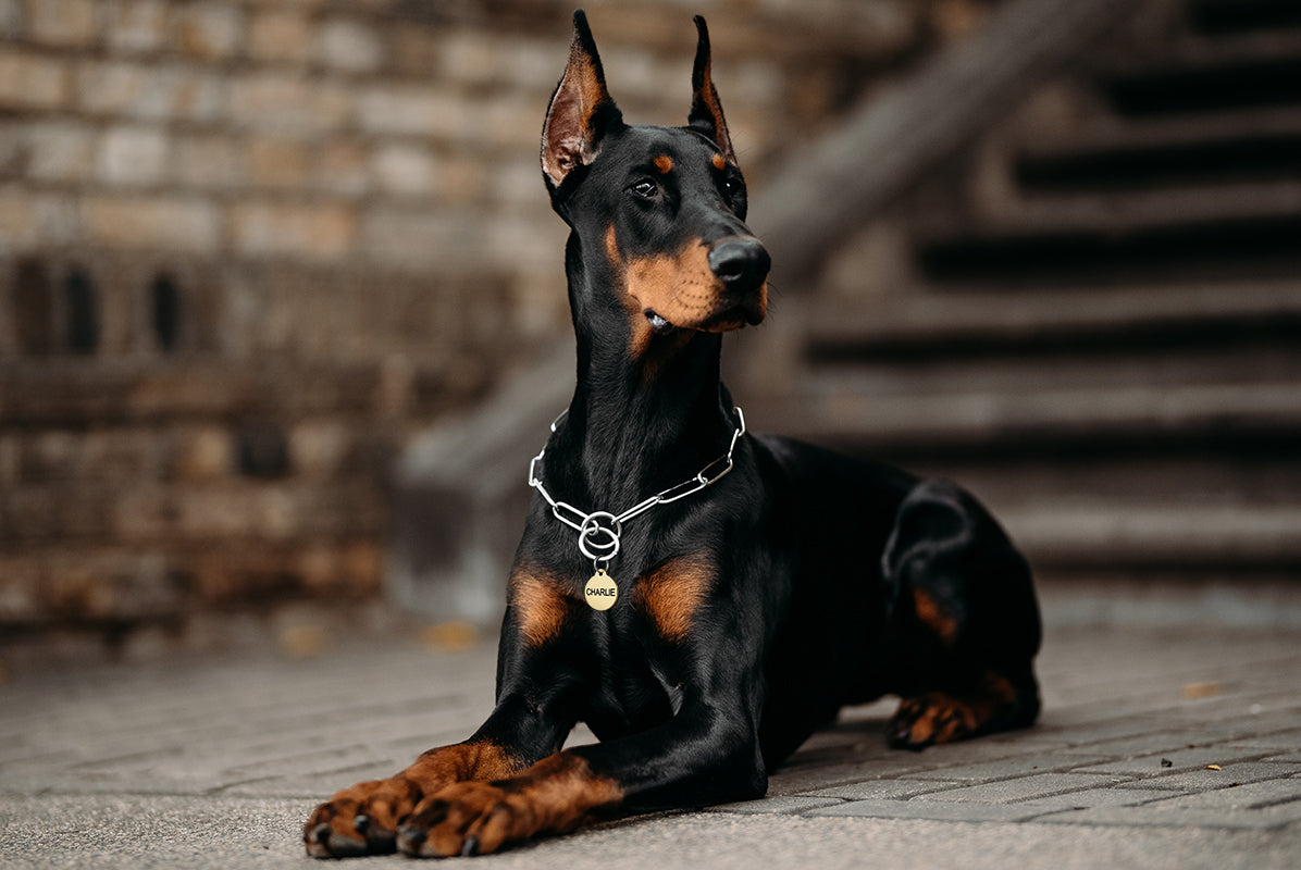 gotags-round-brass-dog-id-tag-personalized image 5