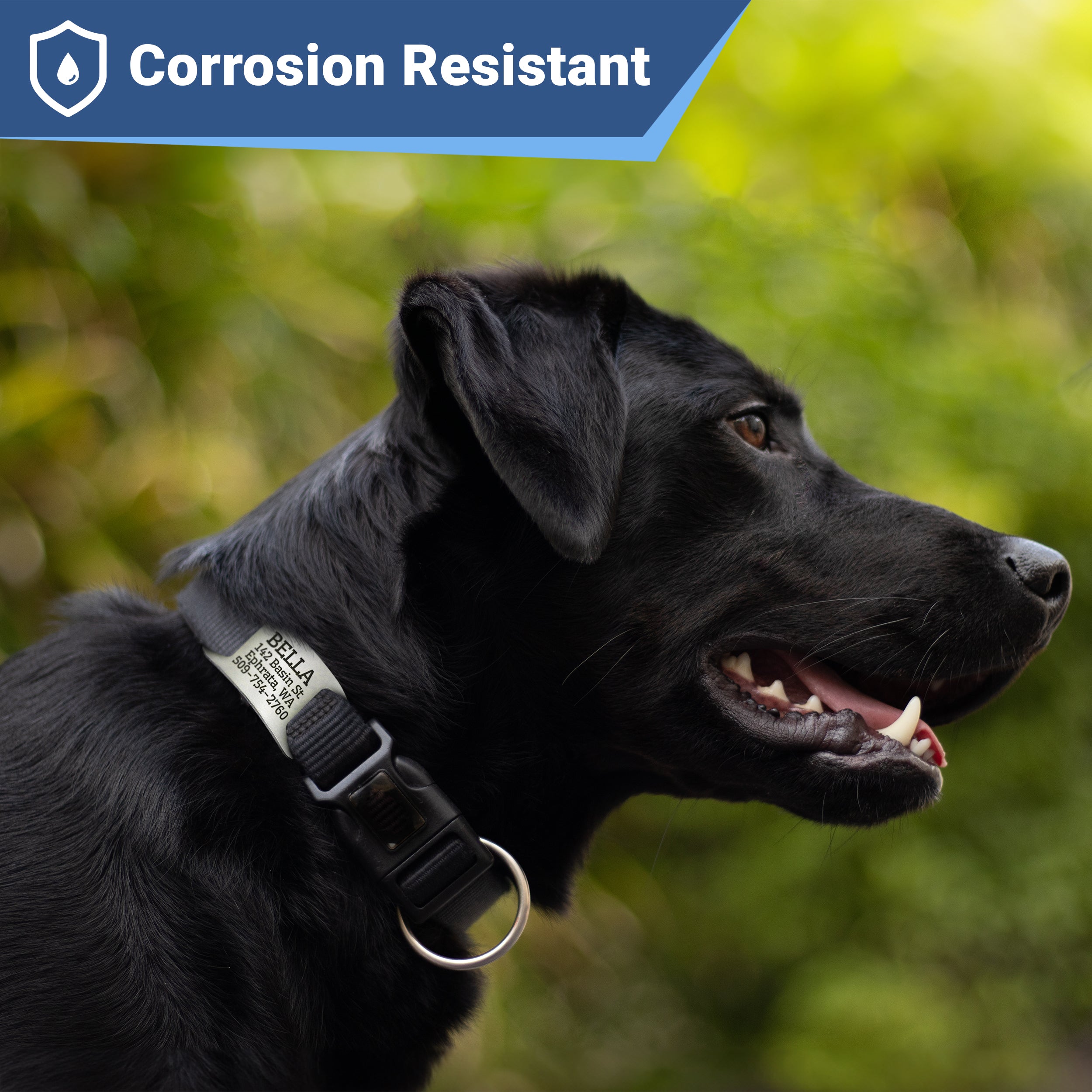 gotags-silent-slide-on-pet-id-tag-stainless-steel-fits-most-collars image 5