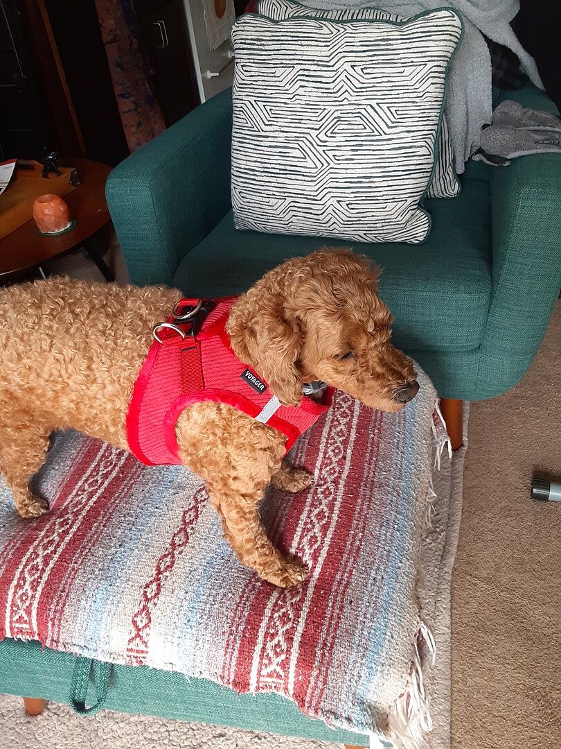Nice harness, but straps adjust