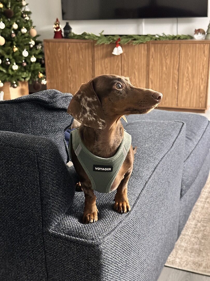 Good harness for the price
