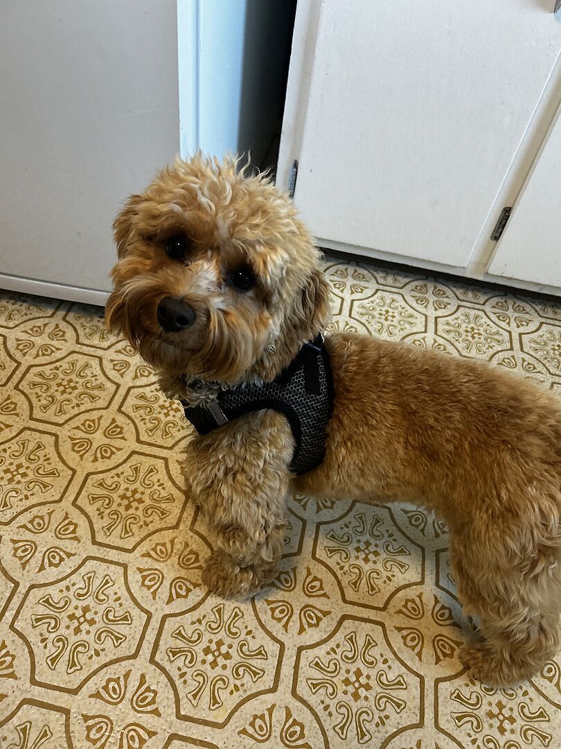 Perfect for my small pup!