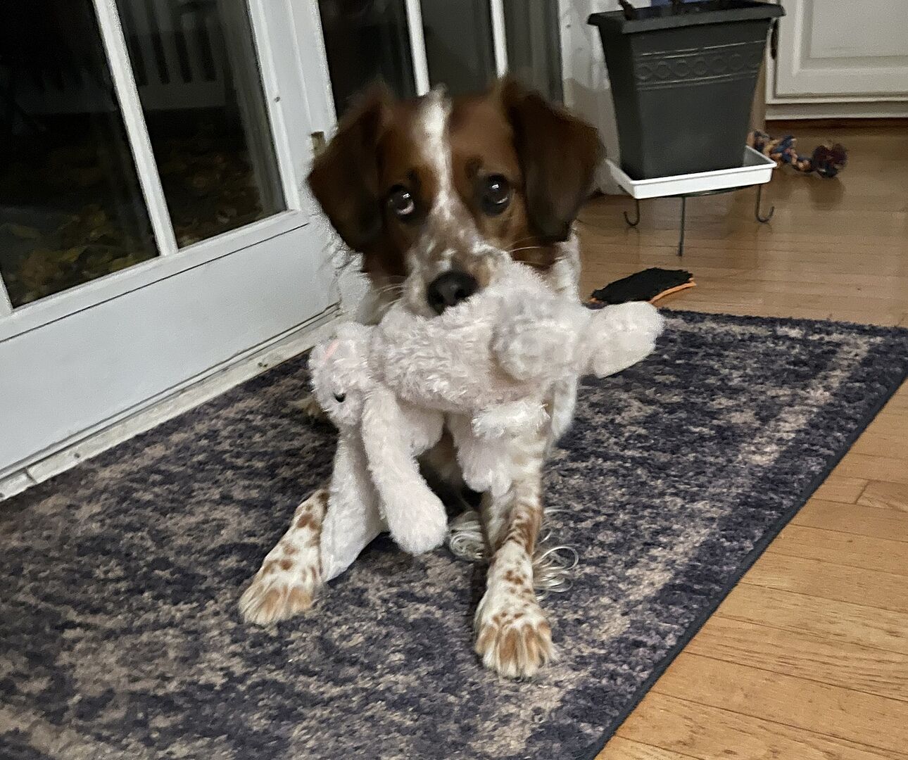 Adorable and durable