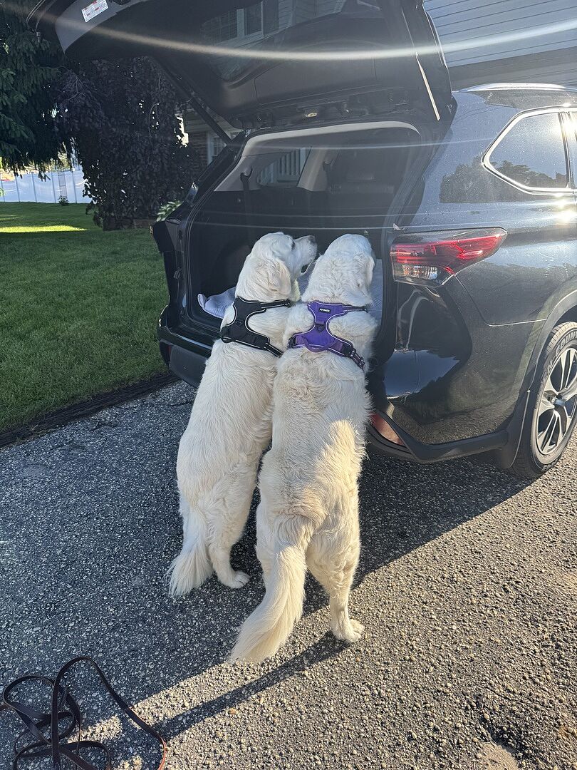 Stopped the pulling