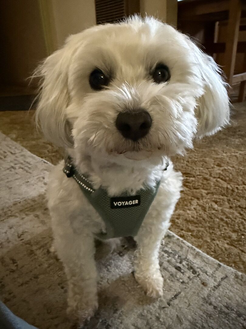Best harness I've owned