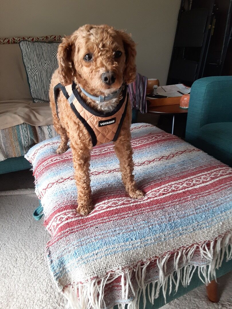 Good harness, but runs small