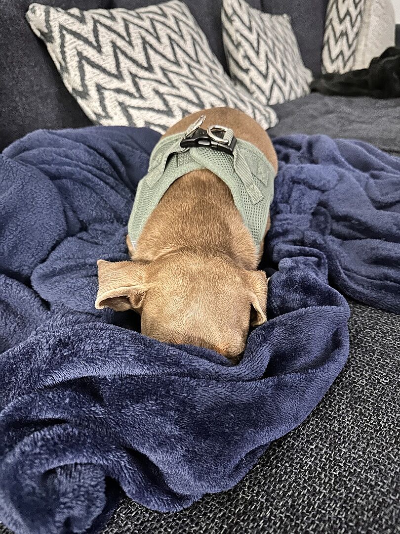 My dog loves it