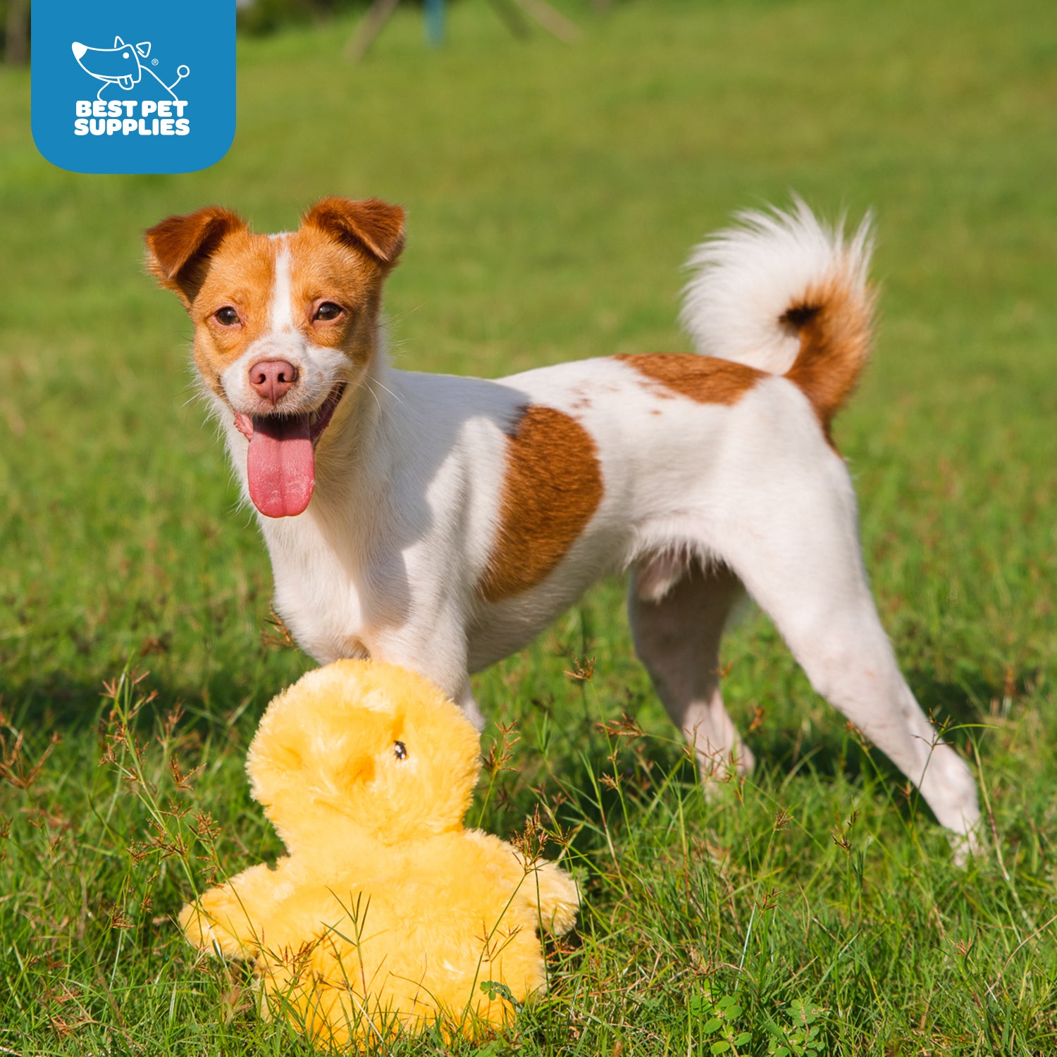 voyager-crinkle-baby-chicken-stuffless-dog-toy-set image 4