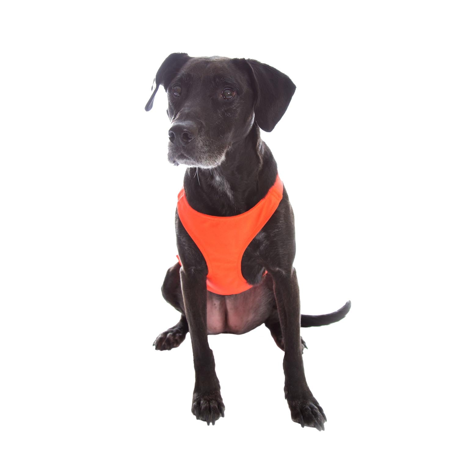mendota-pet-skid-plate-blemished-commercial-grade-chest-protector image 2